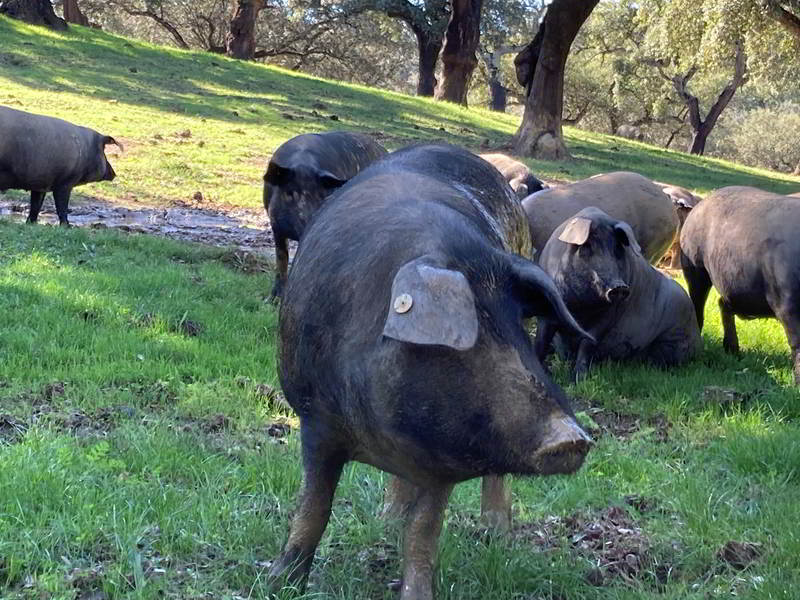 Cerdos Pata Negra
